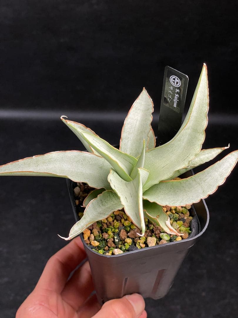 EMP サンセベリア Saigon / 最後の写真が成長株です SA354