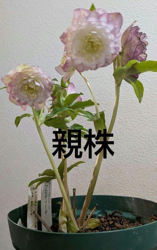 クリスマスローズ　株分け　さくらピンク 多弁アフロディーテ