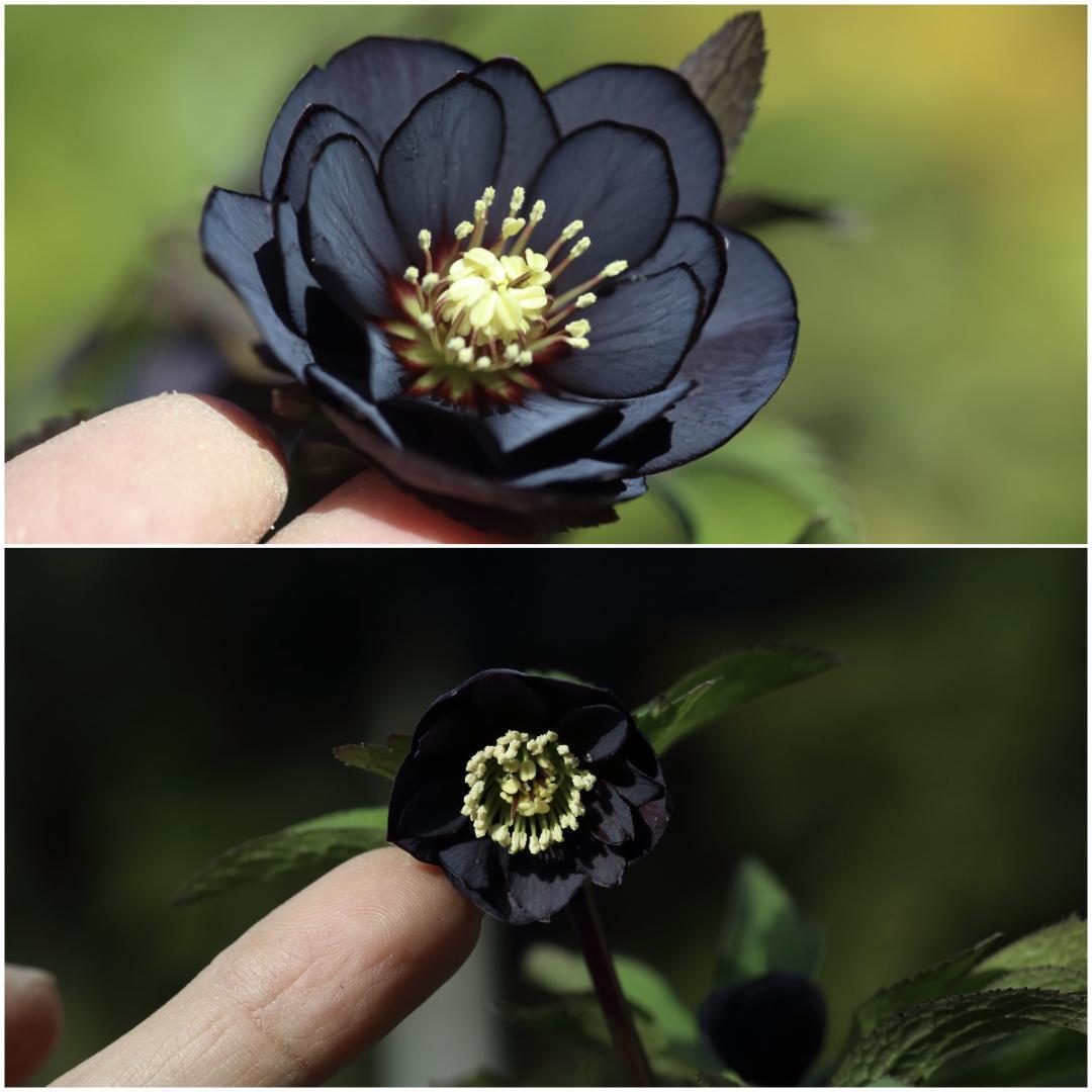 バカ息子と親バカ クリスマスローズ 追加分