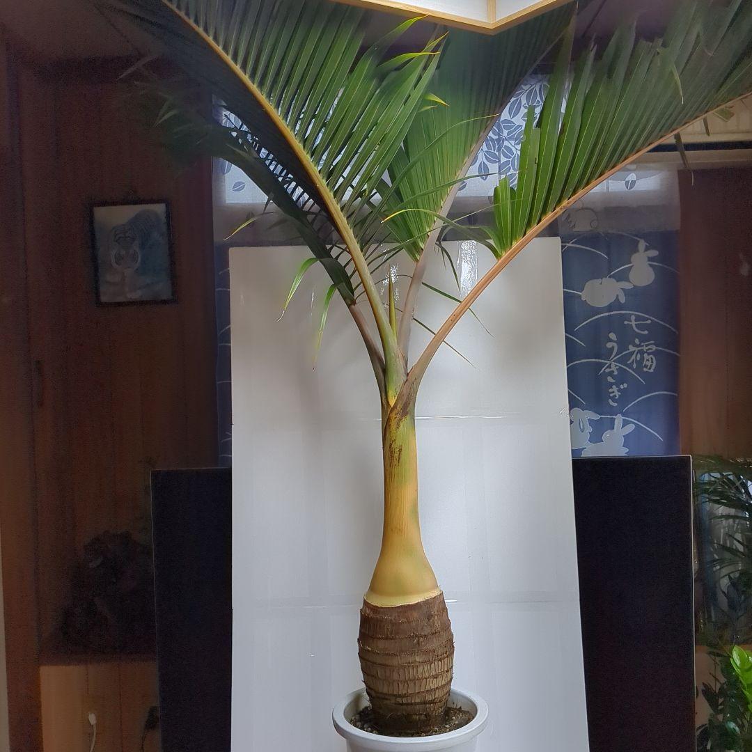 トックリヤシ。超希少。観葉植物。鉢ごと無料で発送致します。