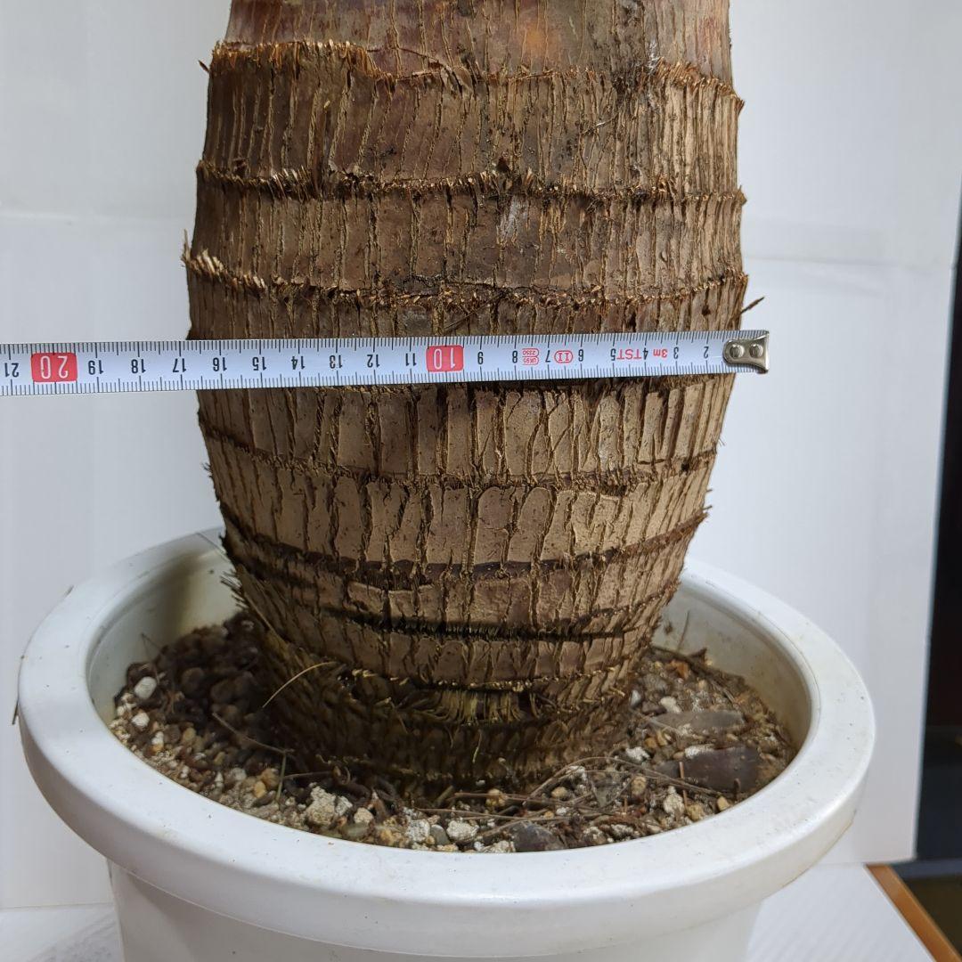 トックリヤシ。超希少。観葉植物。鉢ごと無料で発送致します。