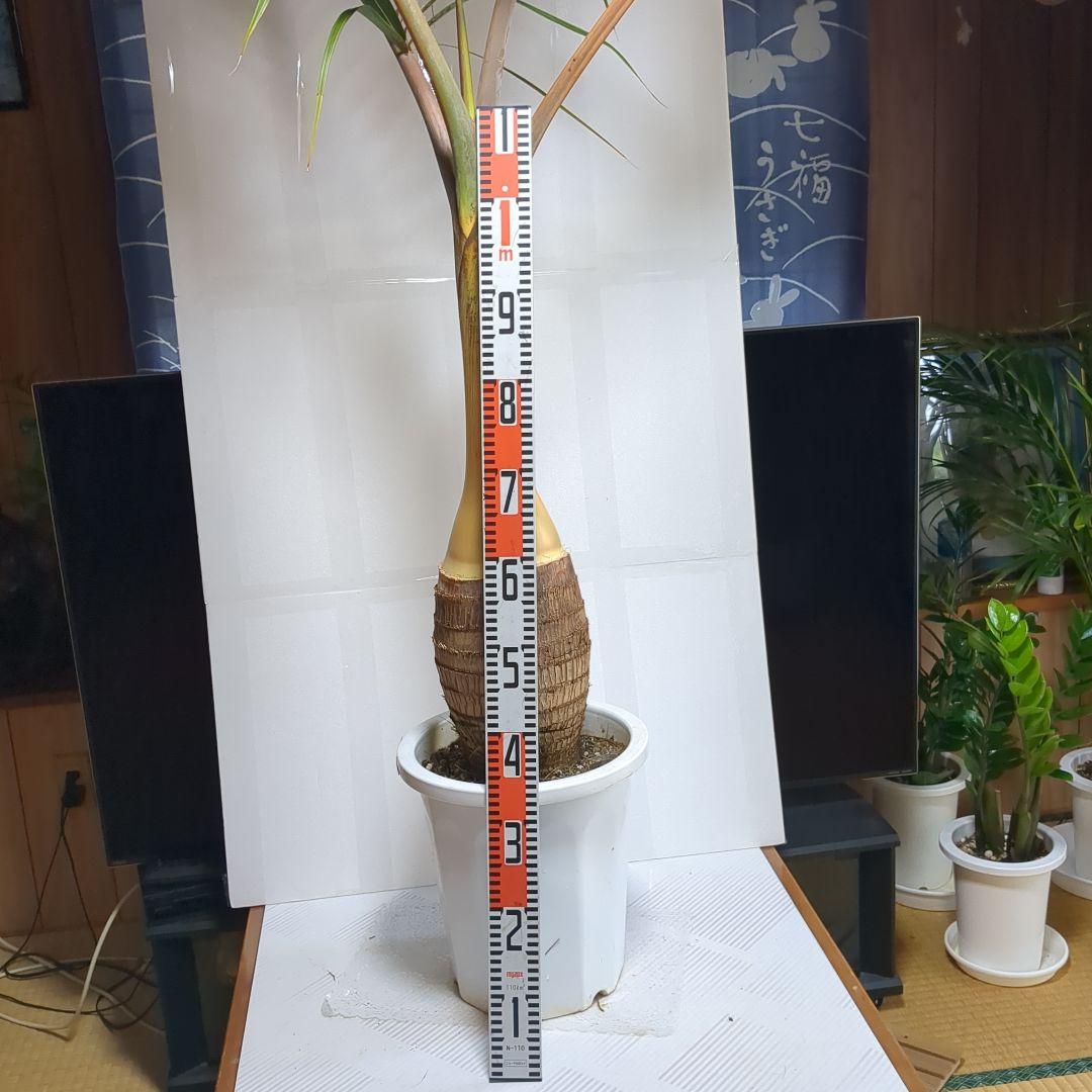 トックリヤシ。超希少。観葉植物。鉢ごと無料で発送致します。