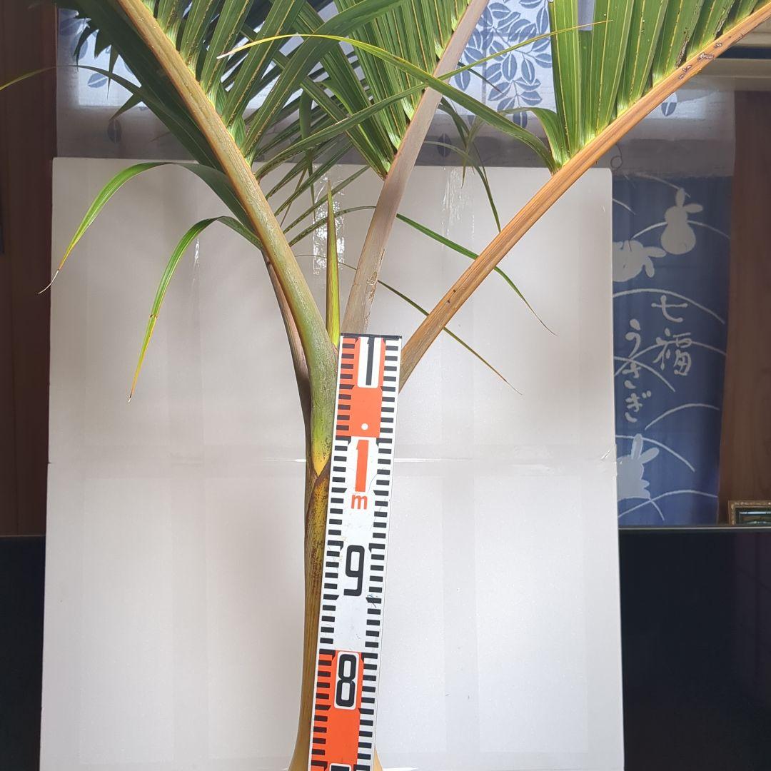 トックリヤシ。超希少。観葉植物。鉢ごと無料で発送致します。