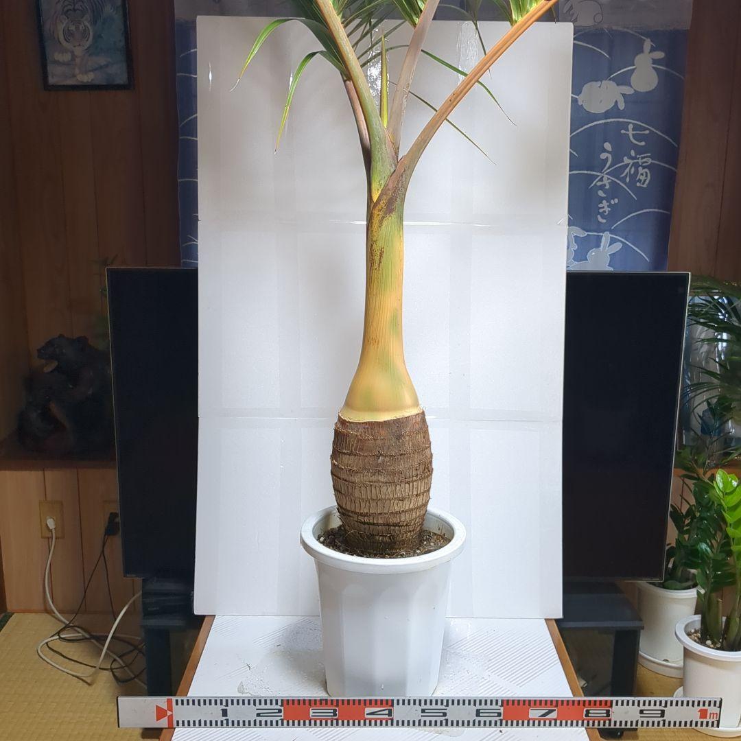 トックリヤシ。超希少。観葉植物。鉢ごと無料で発送致します。
