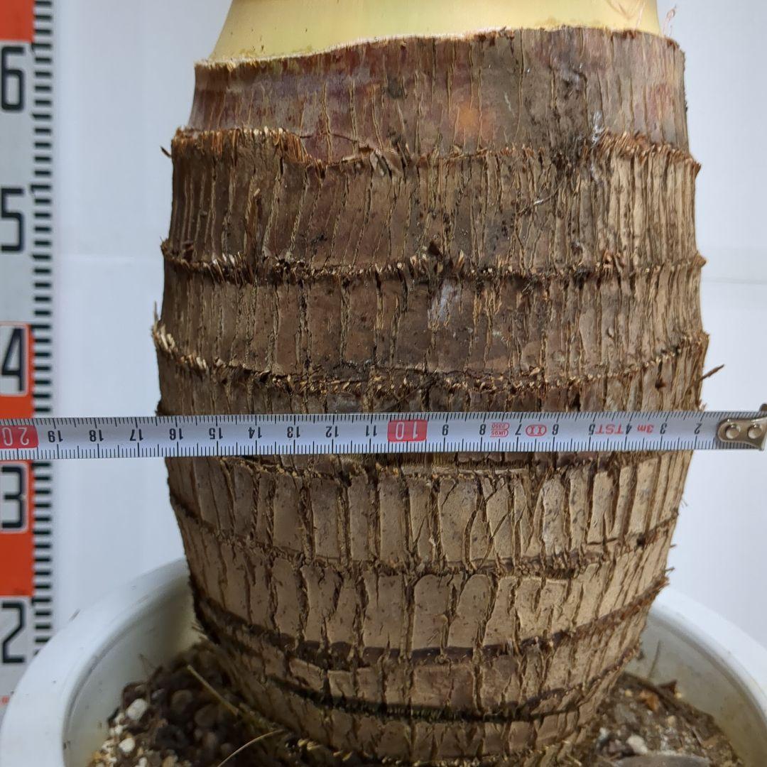 トックリヤシ。超希少。観葉植物。鉢ごと無料で発送致します。