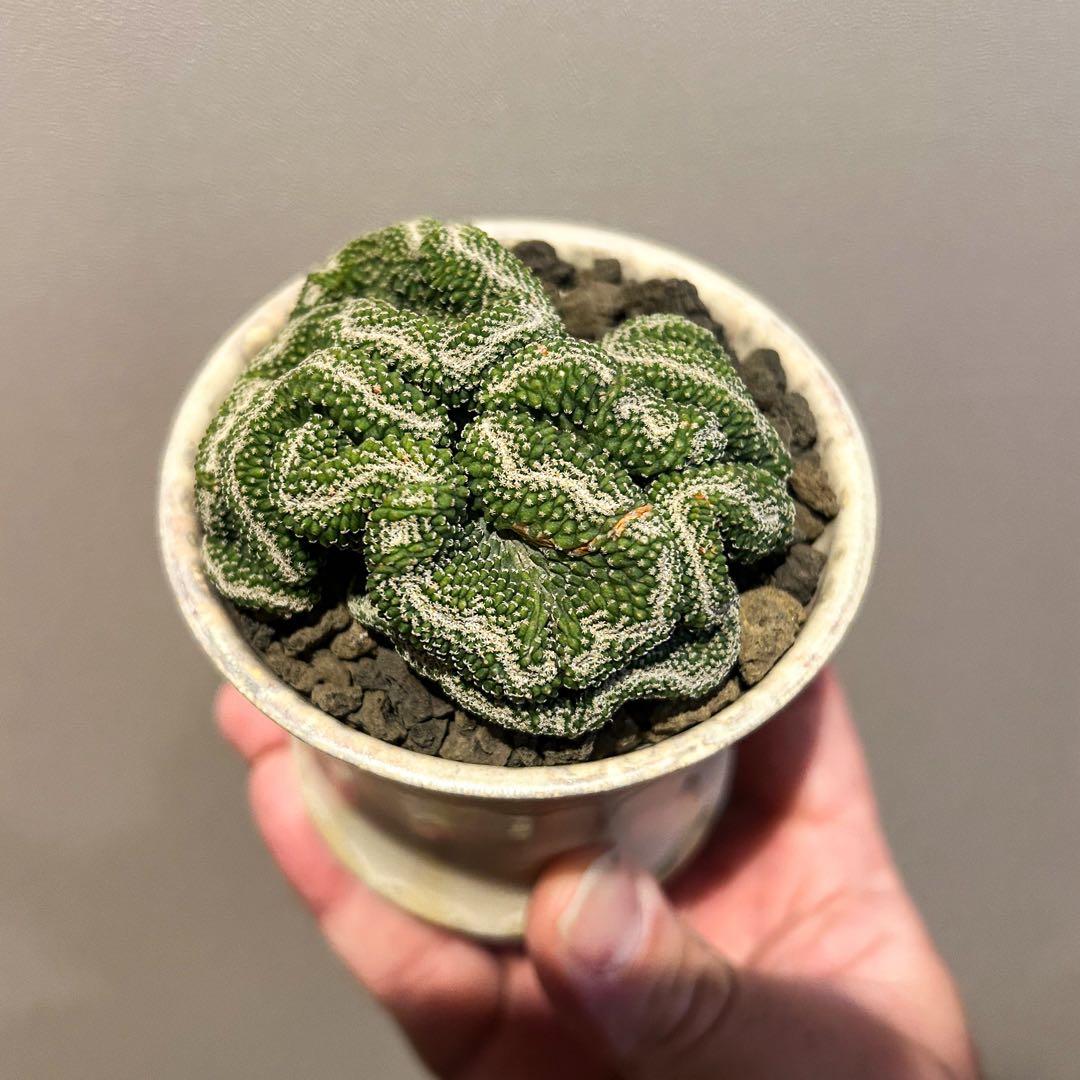 週末限定値下げ　サボテン　菊水　実生　綴化　斑入り