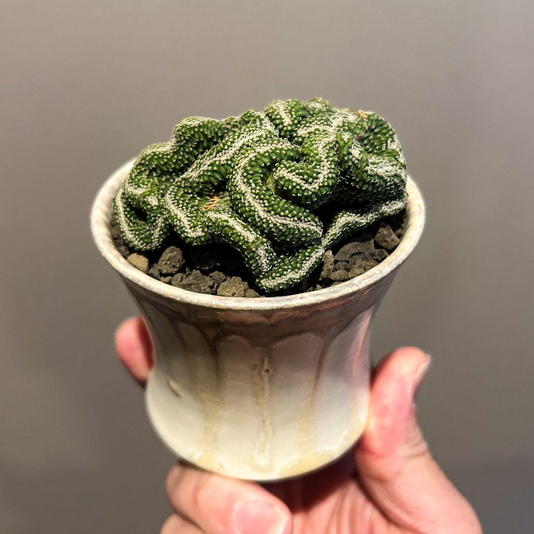 サボテン　菊水　実生　綴化　斑入り