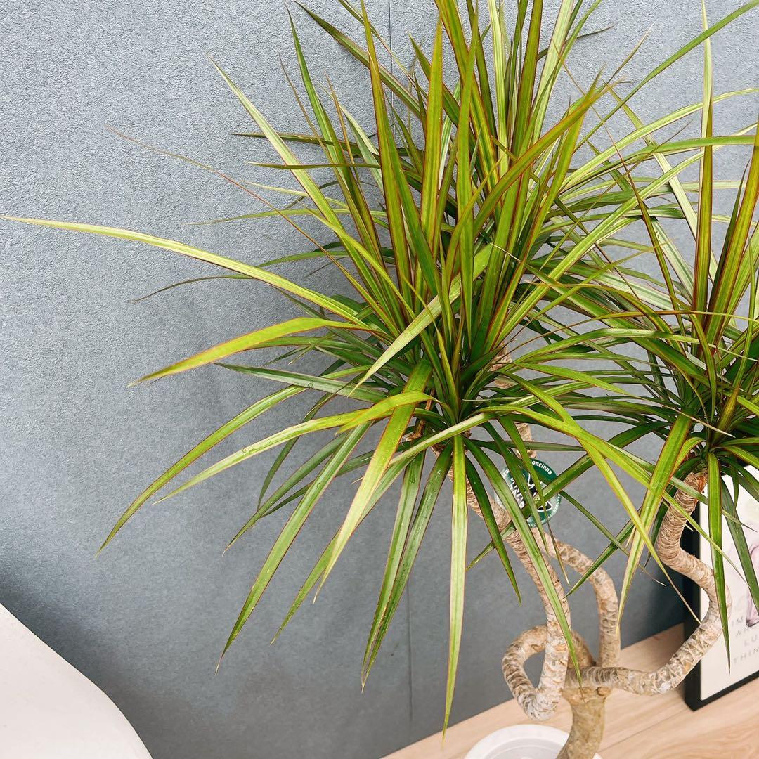 ［現品］32番　ドラセナ　コンシンネ　龍　曲がり　8号　観葉植物　大型　室内