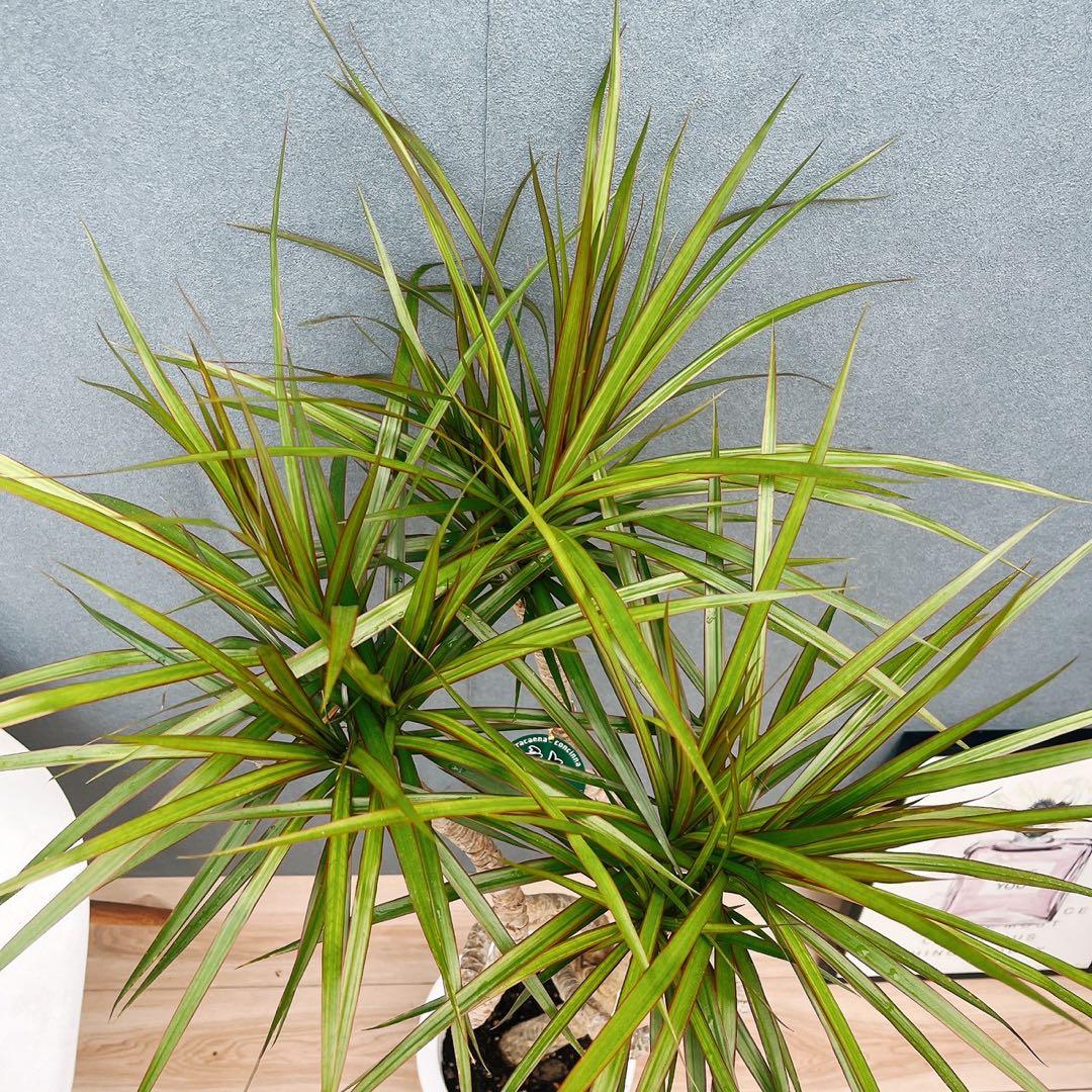 ［現品］32番　ドラセナ　コンシンネ　龍　曲がり　8号　観葉植物　大型　室内