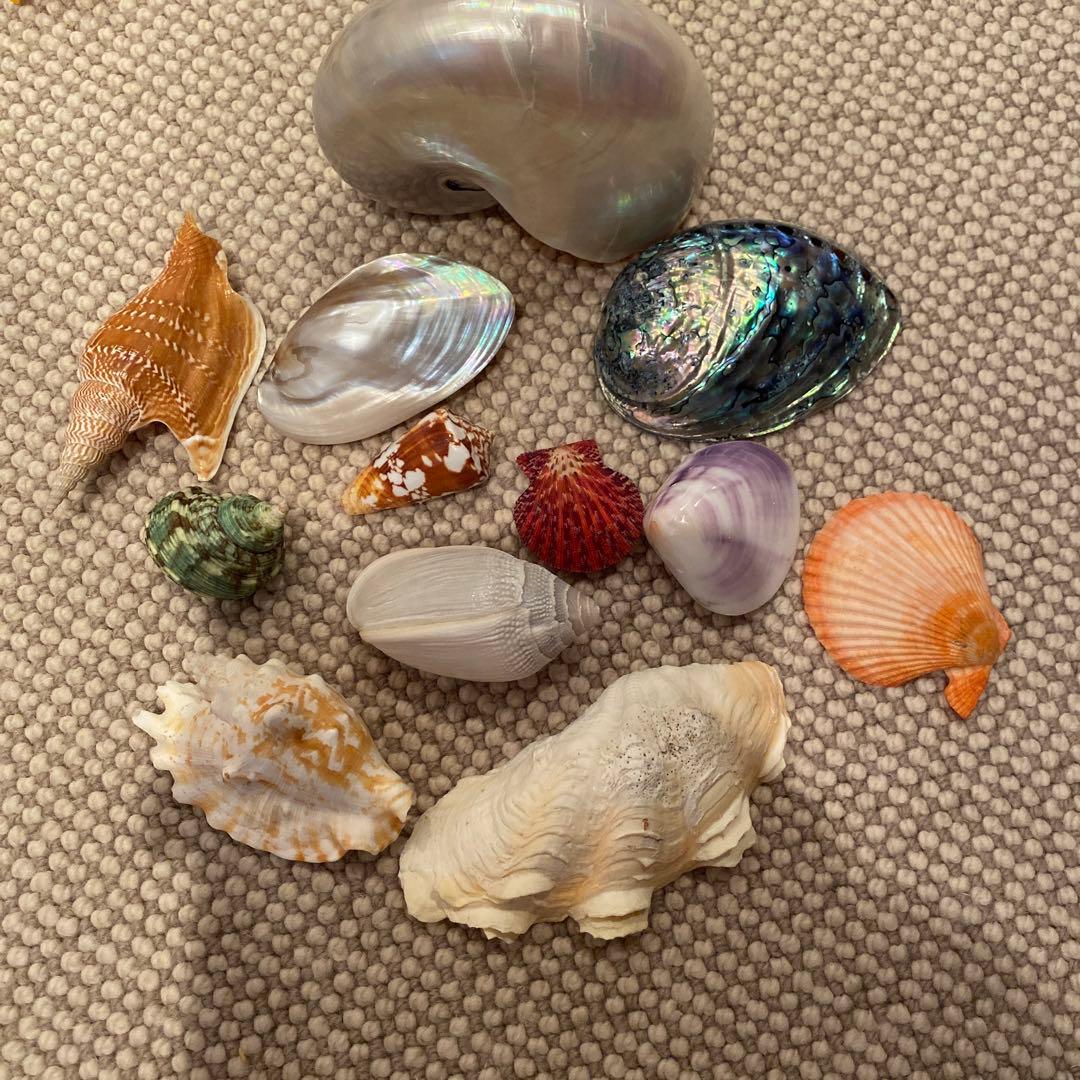 貝殻　まとめて