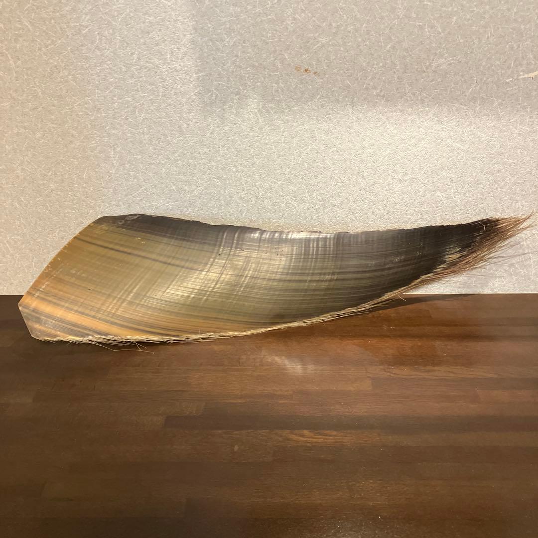 珍品　標本　クジラのヒゲ板