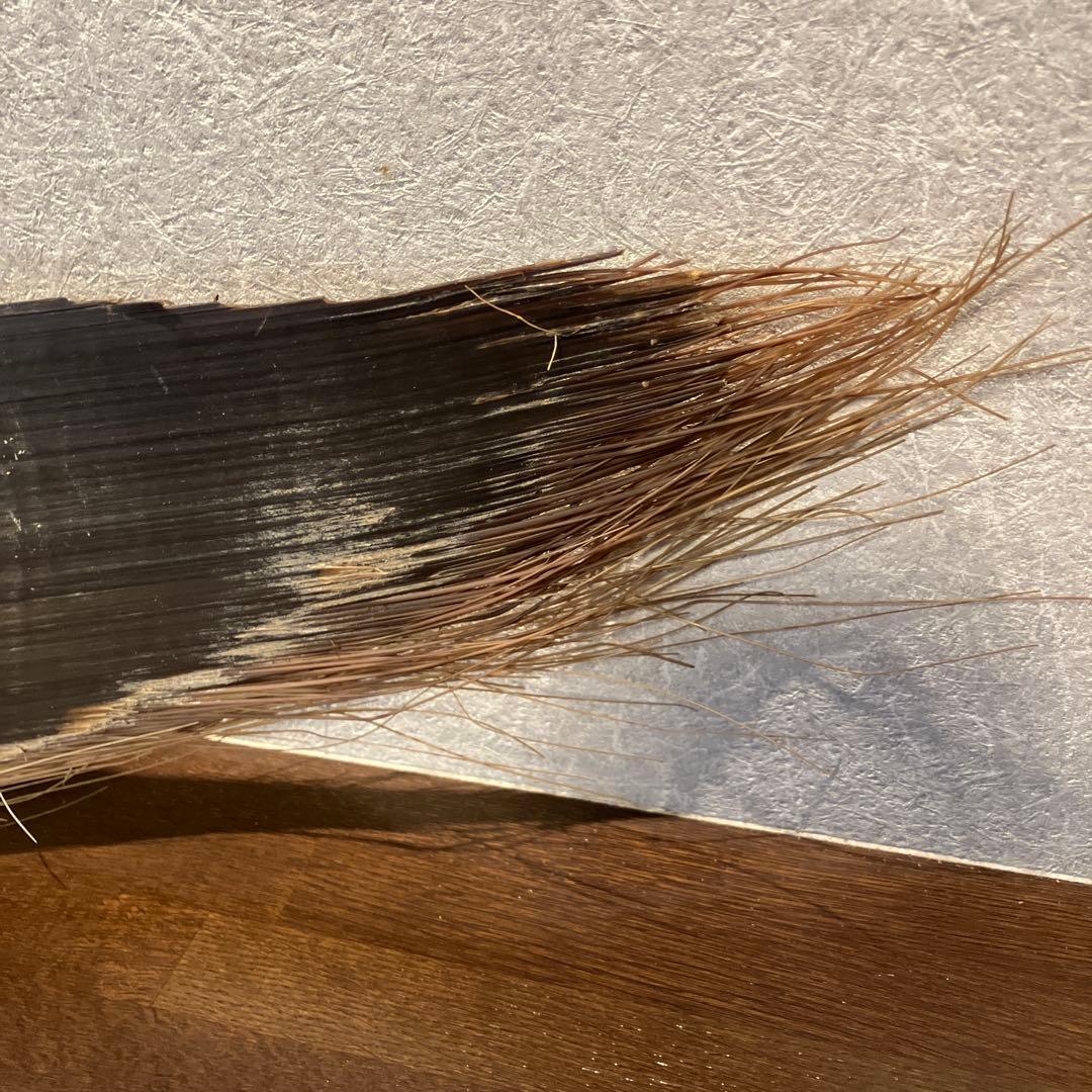 珍品　標本　クジラのヒゲ板