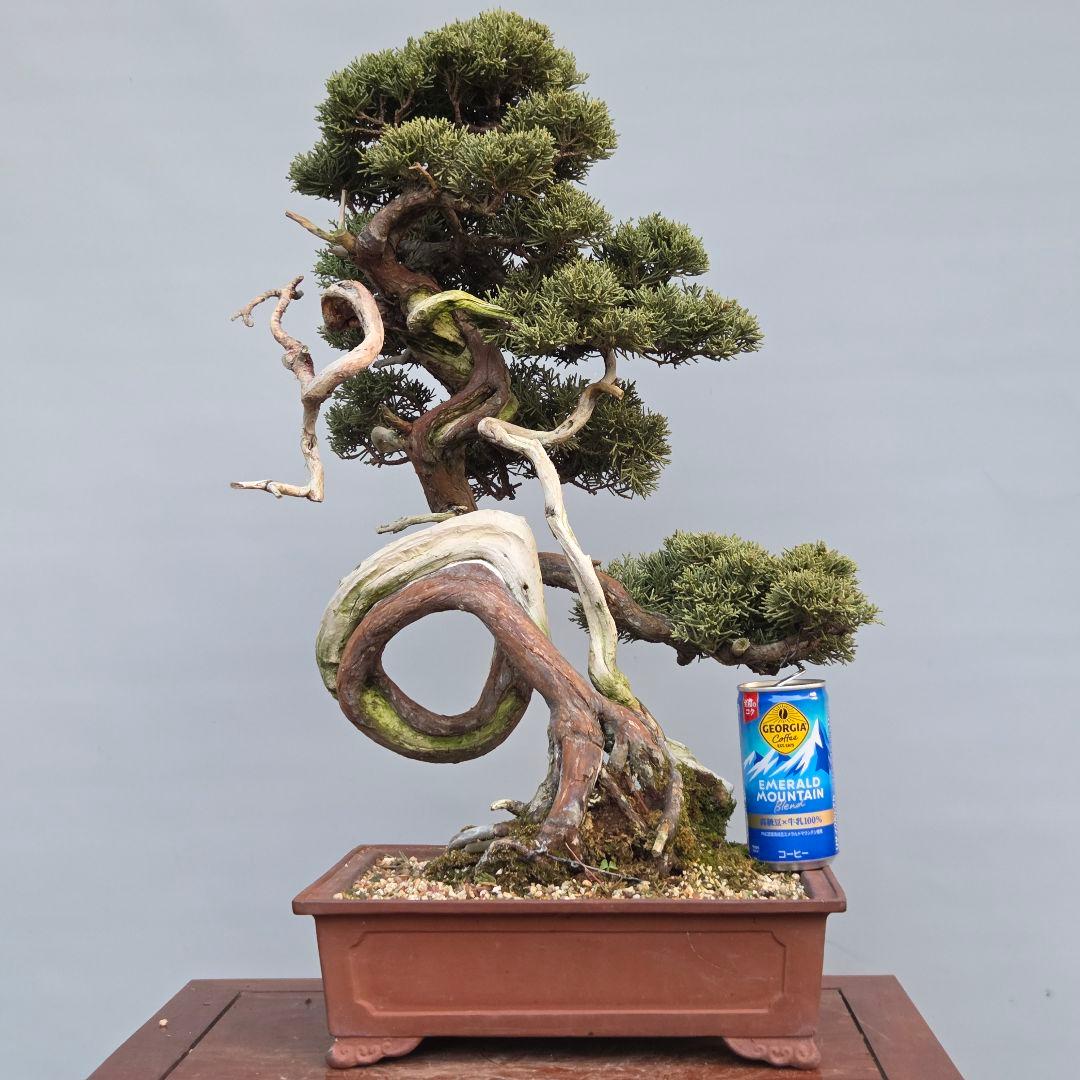 真柏　[山木捻幹模様木]　中品　 山採り