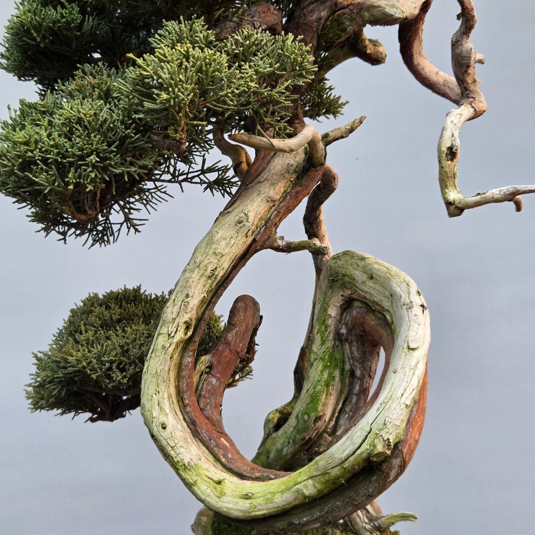 真柏　[山木捻幹模様木]　中品　 山採り