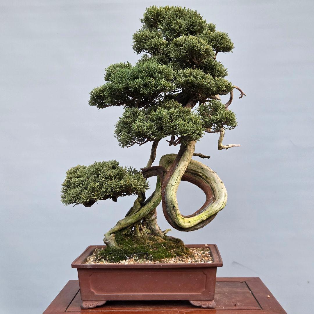 真柏　[山木捻幹模様木]　中品　 山採り