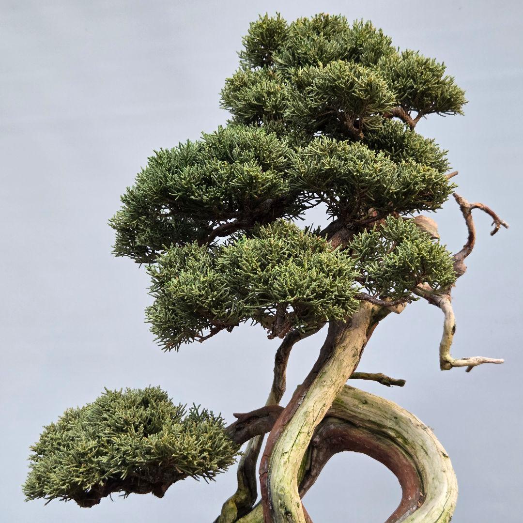 真柏　[山木捻幹模様木]　中品　 山採り