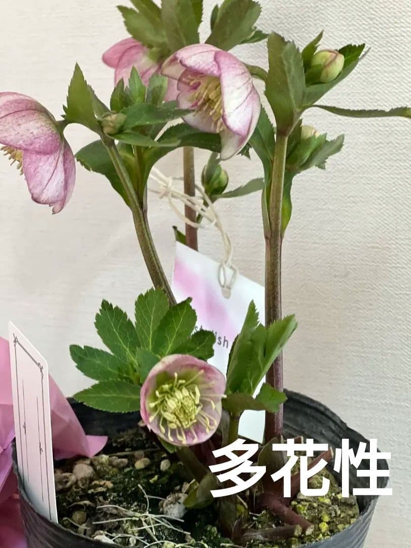 クリスマスローズ　パステリッシュストレイン　苗　小輪　カップ咲き　多花性