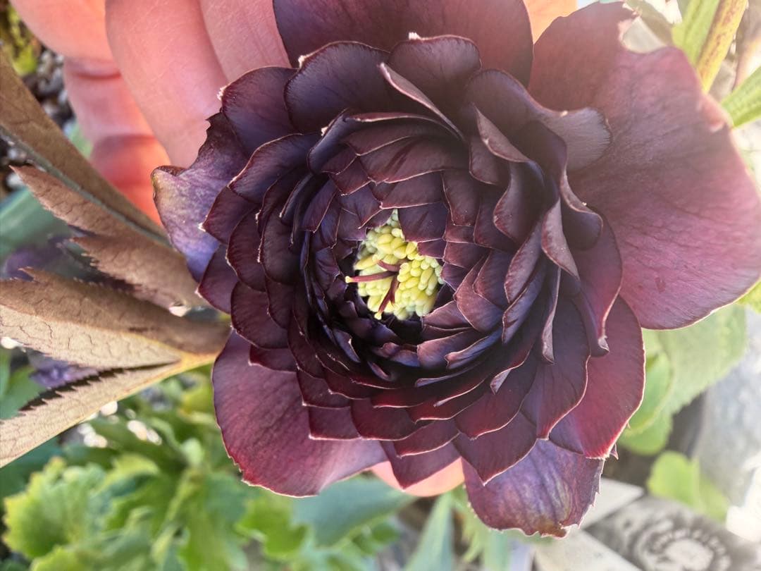 クリスマスローズ、クレオパトラ、ダークレッド