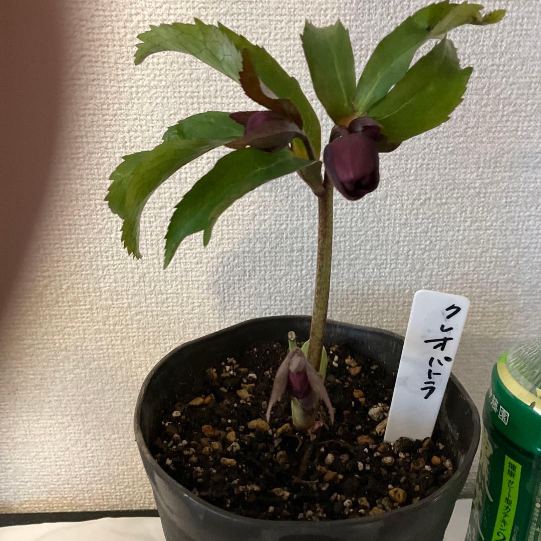 クリスマスローズ、クレオパトラ、ダークレッド