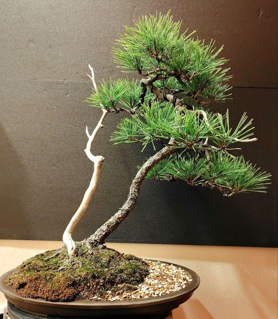 赤松盆栽！