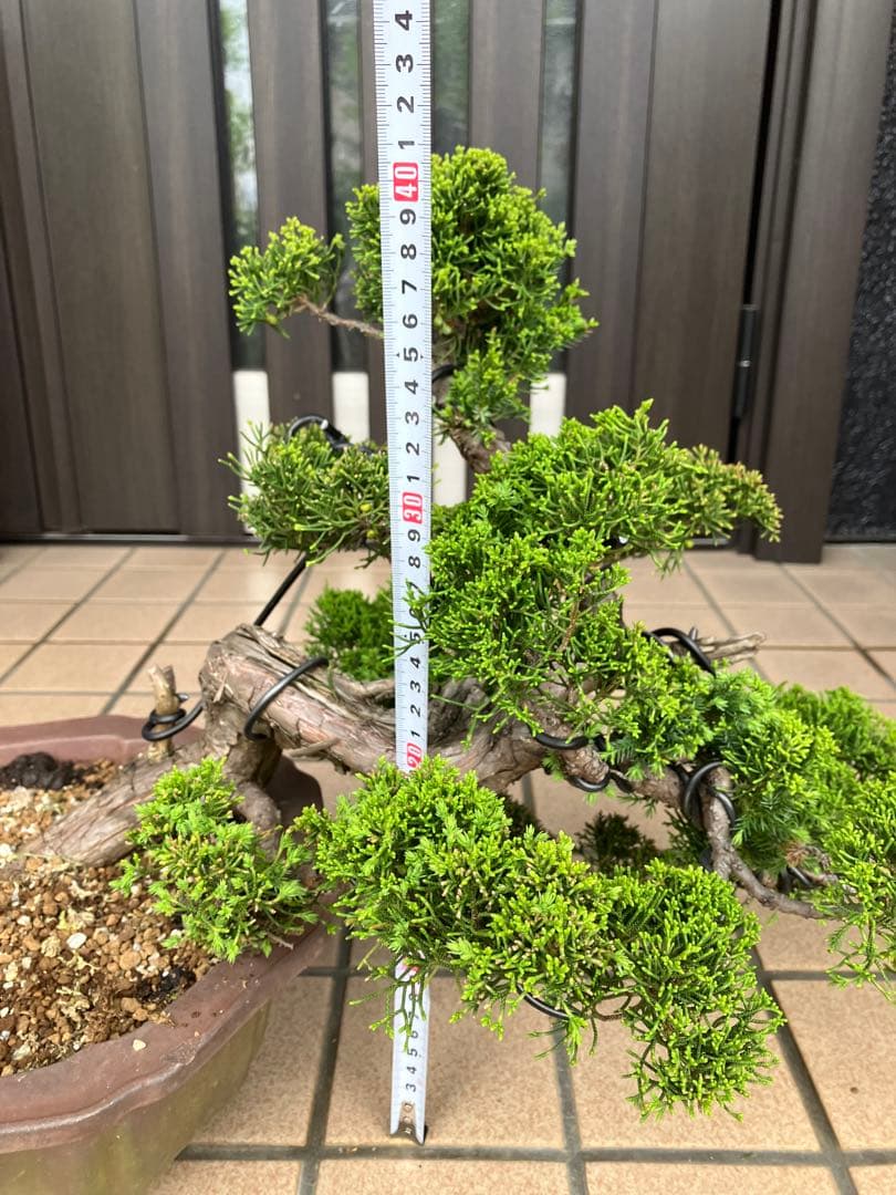 ★★★大品盆栽　黄金真柏　超極太　極上品　　★超大特価！早いもの勝ち★