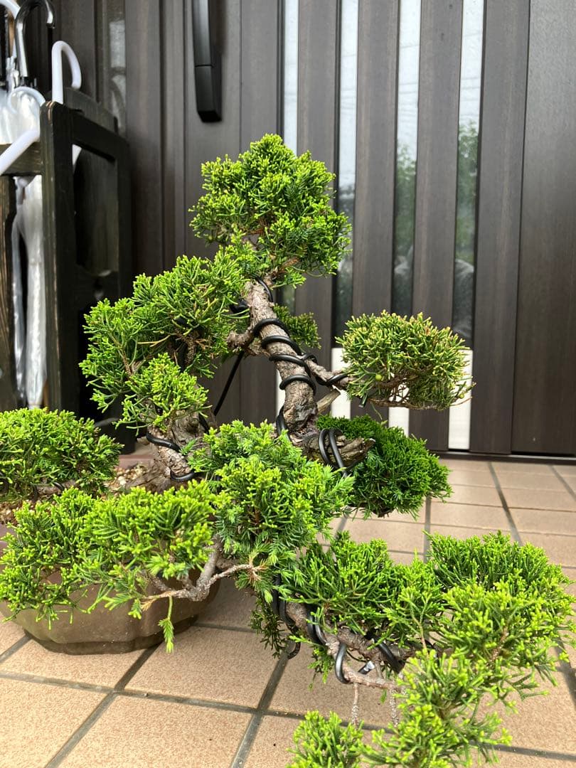 ★★★大品盆栽　黄金真柏　超極太　極上品　　★超大特価！早いもの勝ち★