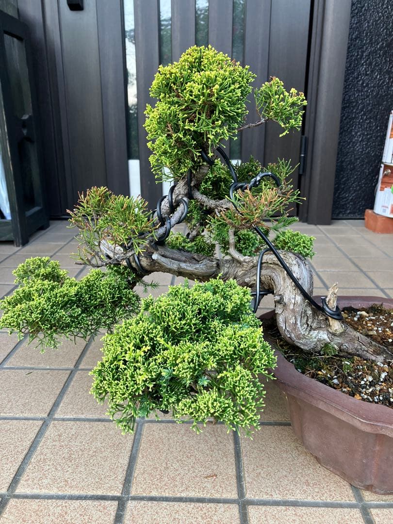 ★★★大品盆栽　黄金真柏　超極太　極上品　　★超大特価！早いもの勝ち★
