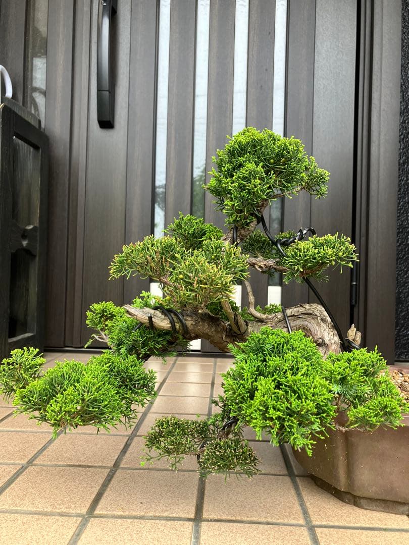 ★★★大品盆栽　黄金真柏　超極太　極上品　　★超大特価！早いもの勝ち★