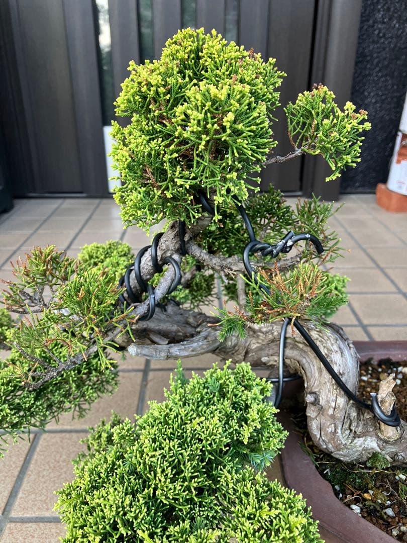 ★★★大品盆栽　黄金真柏　超極太　極上品　　★超大特価！早いもの勝ち★