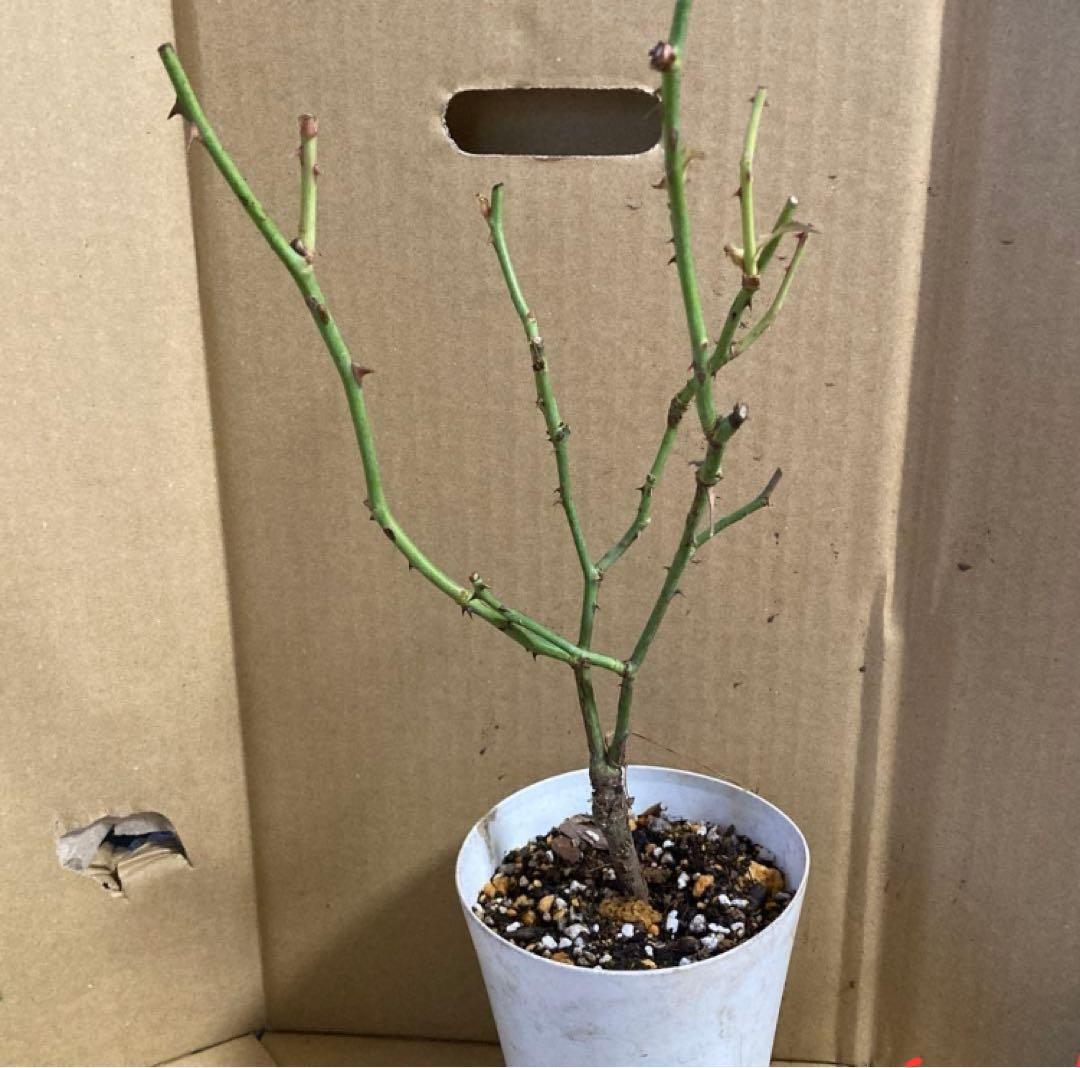 Mie様のご注文ベジです。