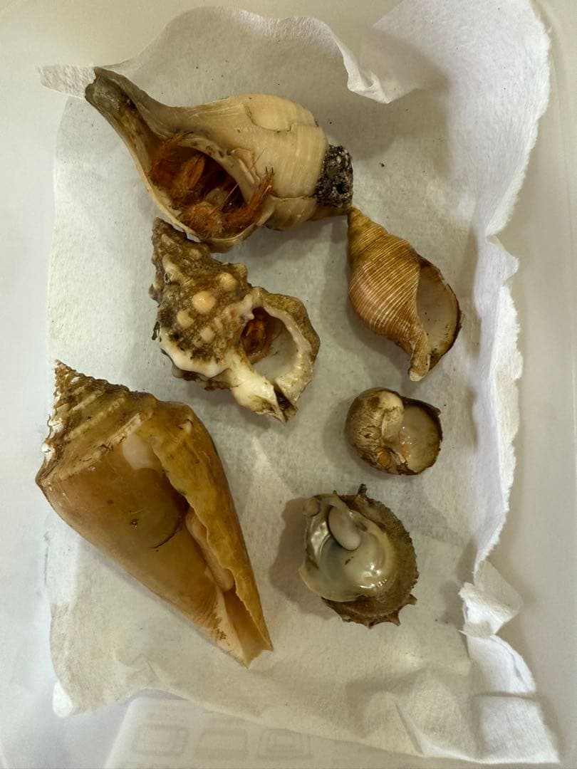 鬼*管様 貝　まとめ売り