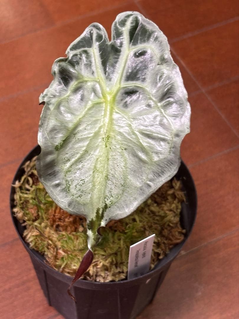 PlantsLab アマゾニカ ヴェノム ベノム VENOM