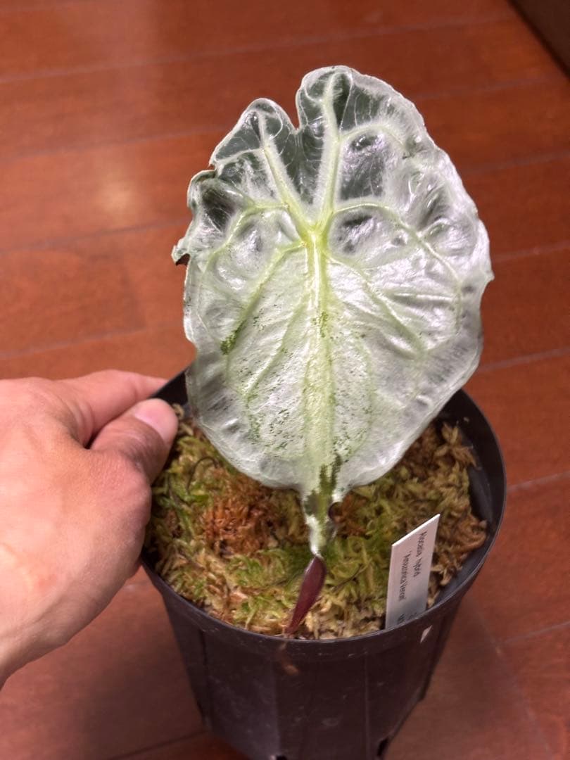 PlantsLab アマゾニカ ヴェノム ベノム VENOM