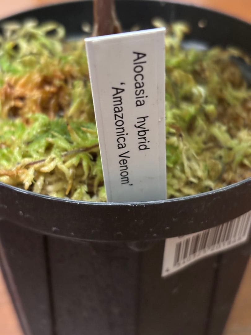 PlantsLab アマゾニカ ヴェノム ベノム VENOM