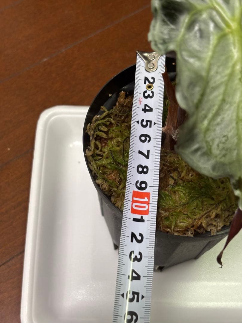 PlantsLab アマゾニカ ヴェノム ベノム VENOM