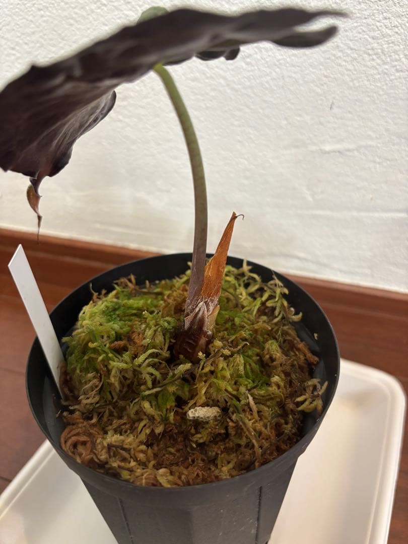 PlantsLab アマゾニカ ヴェノム ベノム VENOM