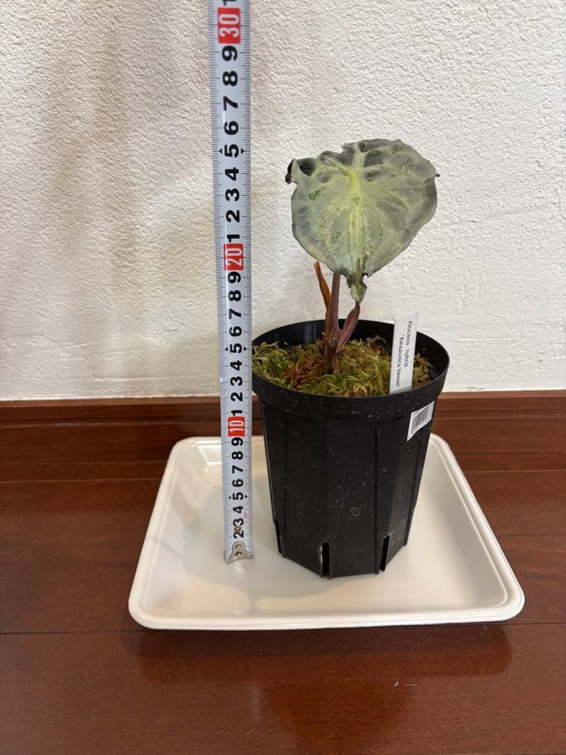 PlantsLab アマゾニカ ヴェノム ベノム VENOM