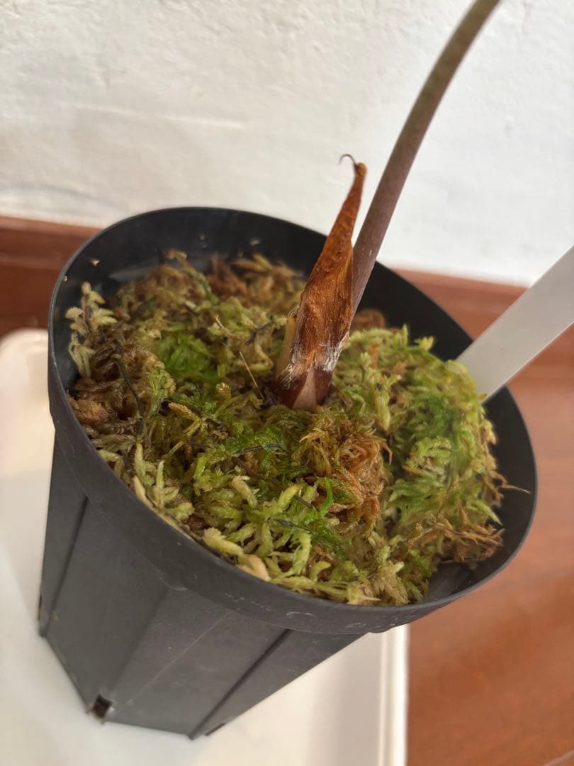 PlantsLab アマゾニカ ヴェノム ベノム VENOM