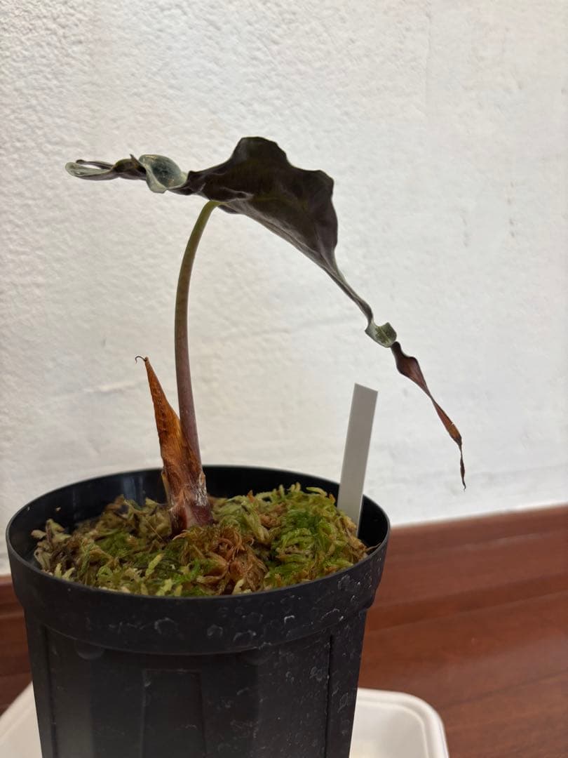 PlantsLab アマゾニカ ヴェノム ベノム VENOM