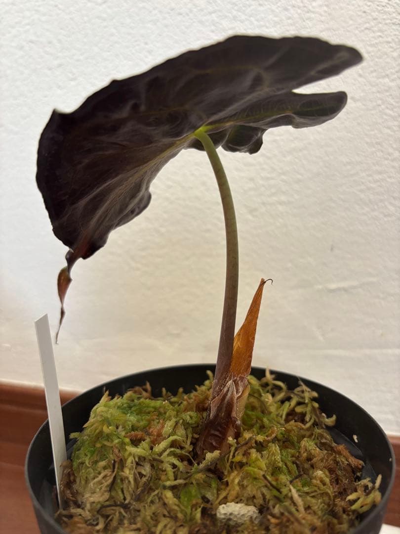 PlantsLab アマゾニカ ヴェノム ベノム VENOM