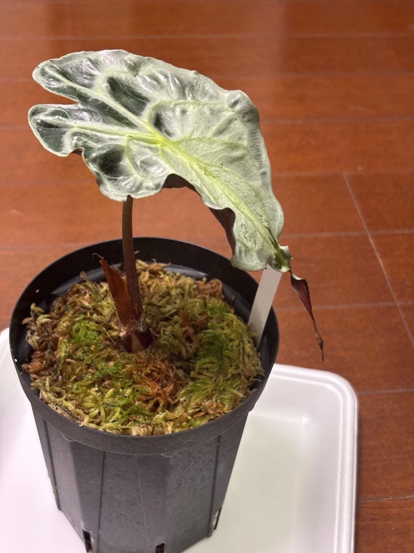 PlantsLab アマゾニカ ヴェノム ベノム VENOM