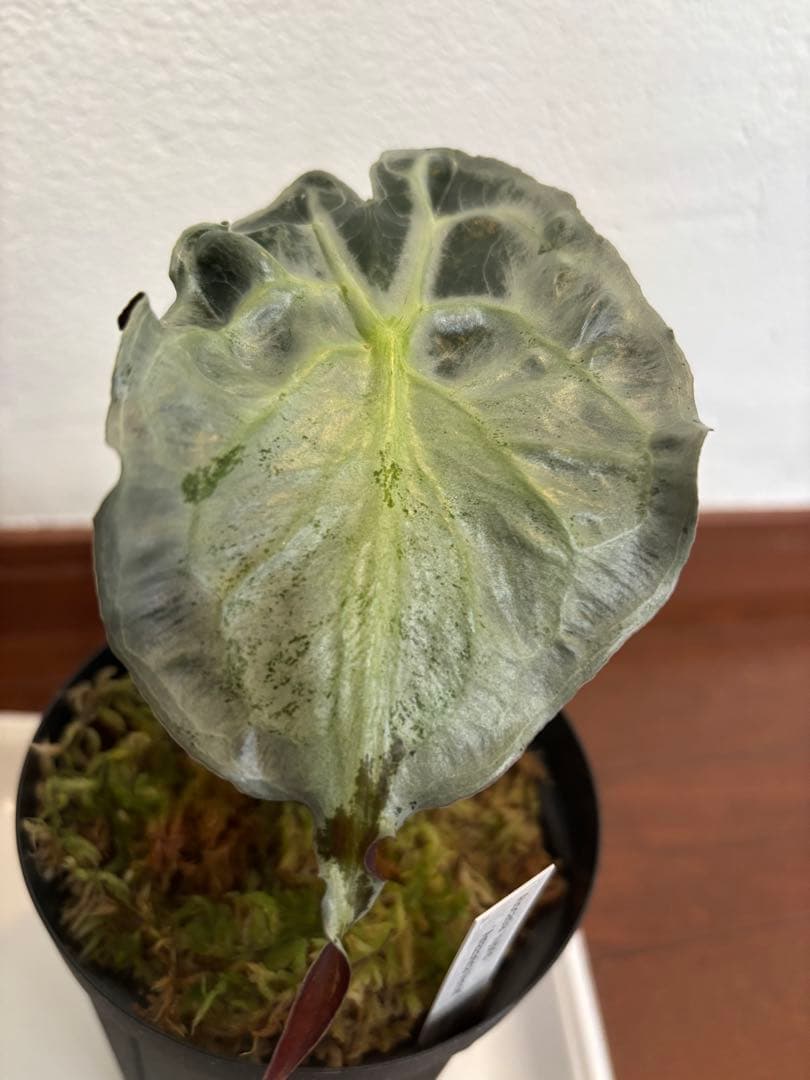 PlantsLab アマゾニカ ヴェノム ベノム VENOM