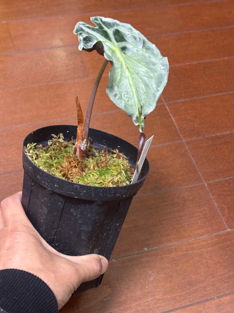 PlantsLab アマゾニカ ヴェノム ベノム VENOM