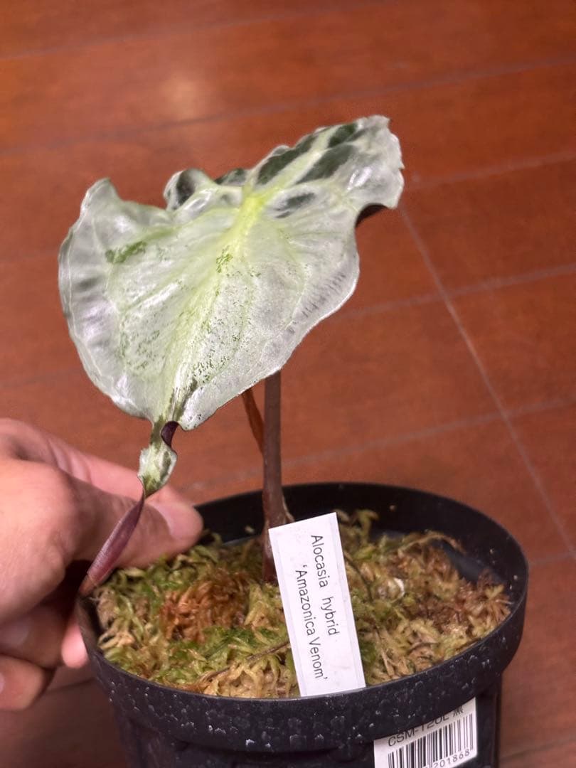 PlantsLab アマゾニカ ヴェノム ベノム VENOM