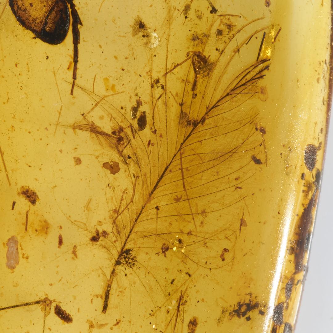 レア極上品 PA135虫入り琥珀化石　ミャンマーカムティかタナイ9900万年前