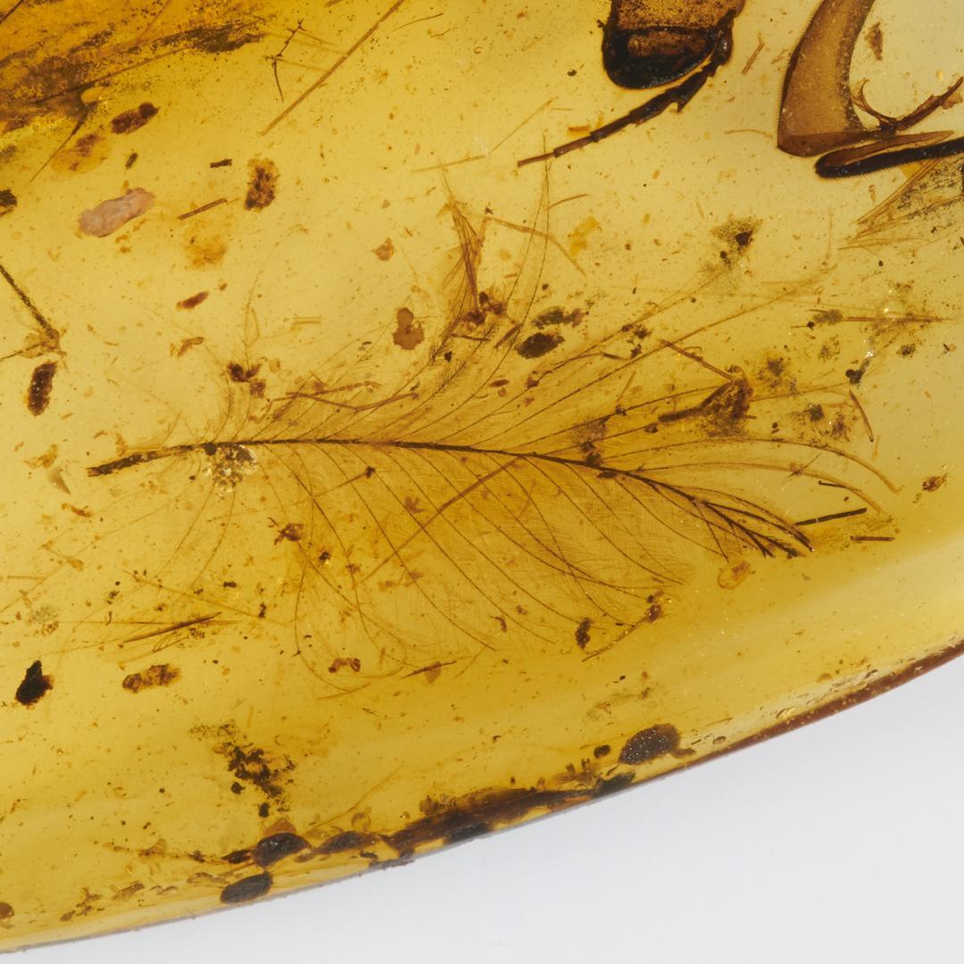 レア極上品 PA135虫入り琥珀化石　ミャンマーカムティかタナイ9900万年前