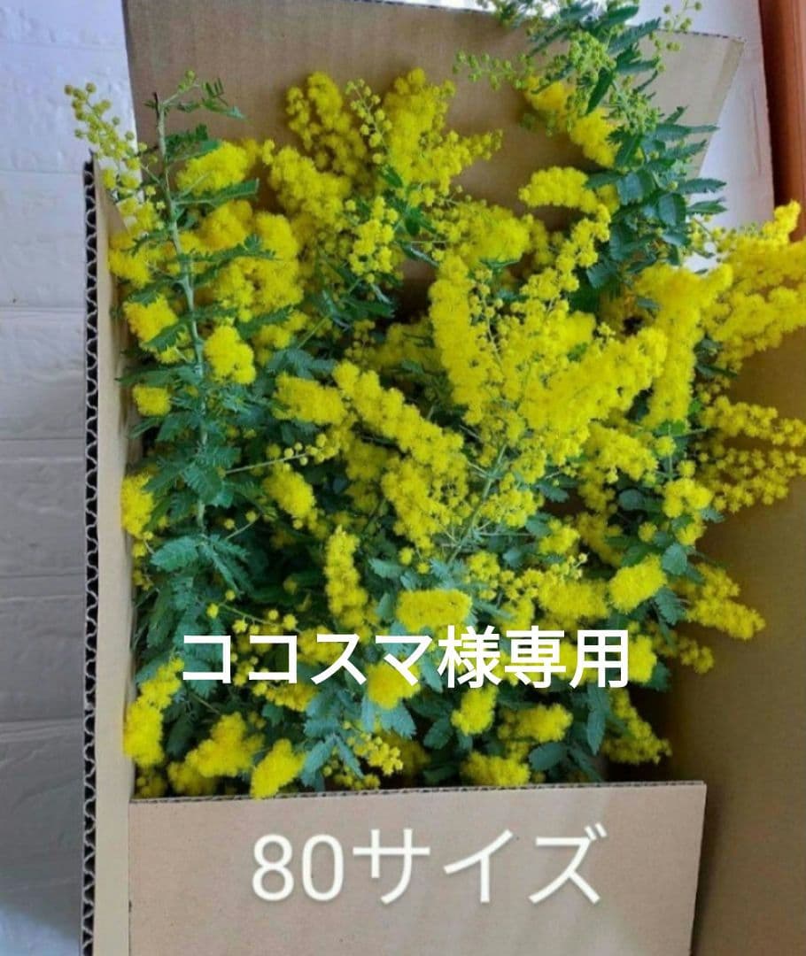 ココスマ　ミモザ80サイズ