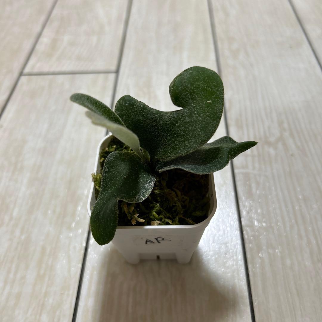 P. veitchii 'Auburn ' spore ビカクシダ②