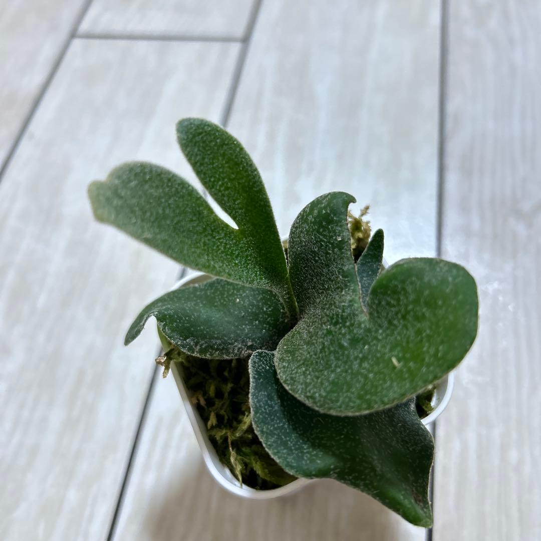 P. veitchii 'Auburn ' spore ビカクシダ②