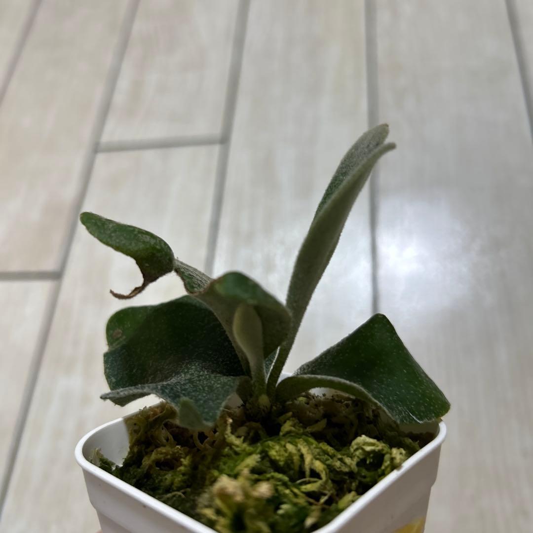 P. veitchii 'Auburn ' spore ビカクシダ②